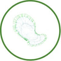 Dry Comfort Bladder Control Pads