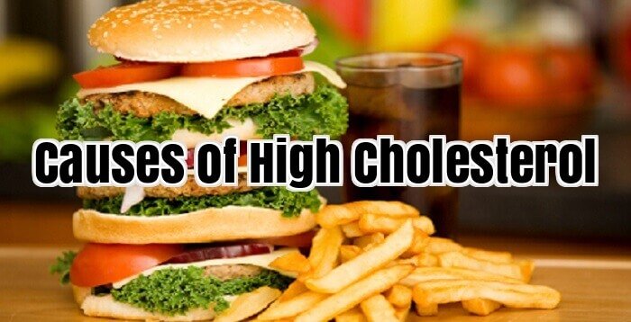 Causes of High Cholesterol