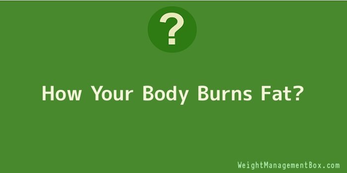 How Your Body Burns Fat
